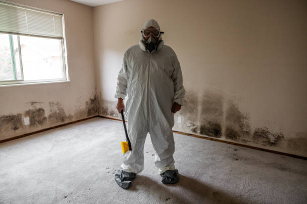 Best Black Mold Remediation in Lake City, AR